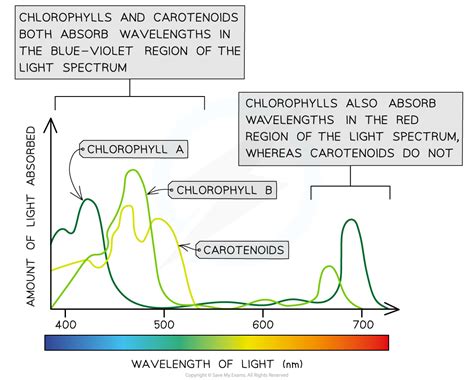 Absorption Spectrum Of Chlorophyll A And B And Carotenoids