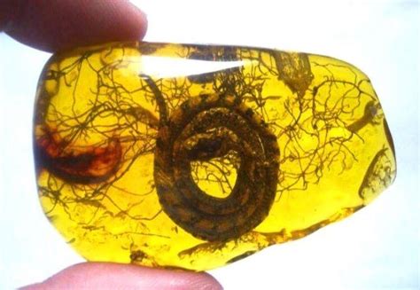 Ancient Amber with baby snake fossil inside! - 50 million years old from Dominican (With images ...