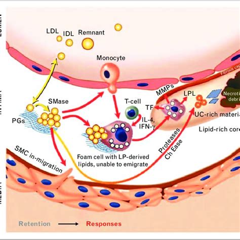 (PDF) The central role of arterial retention of cholesterol-rich apolipoprotein-B-containing ...