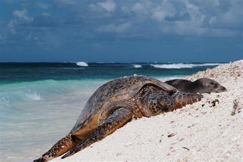 Green Turtle Conservation Successes and Continuing Challenges | NOAA ...