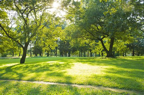 Importancia de la sanidad vegetal en áreas verdes - Blog Aepla