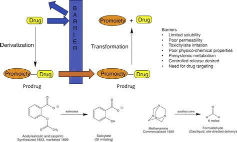 Prodrugs: My Initial Exploration and Where It Led - Journal of Pharmaceutical Sciences