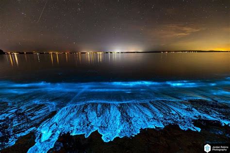 Bioluminescence lights up Jervis Bay on Anzac Day | Bioluminescence, Cool pictures of nature ...