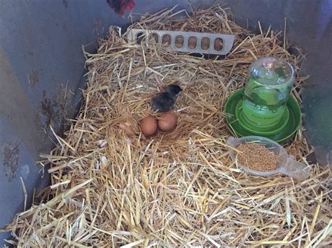 We're Hatching Chicken Eggs with a Broody Hen