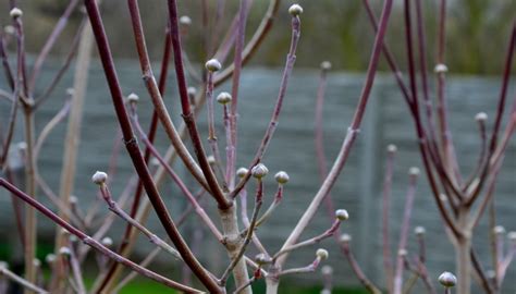 Pruning Dogwood Tree | When, Why & How To Do It Right - Rennie Orchards