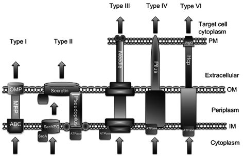 1 Schematic of major secretion systems (types I-IV and type VI) in... | Download Scientific Diagram