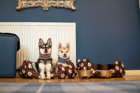 Princes Street Suites Edinburgh review • helloBARK!