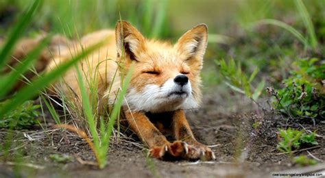 Cute Fox Wallpapers - Wallpaper Cave