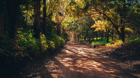 Kostenlose foto : Landschaft, Baum, Natur, Wald, Pfad, Sand, Holz ...