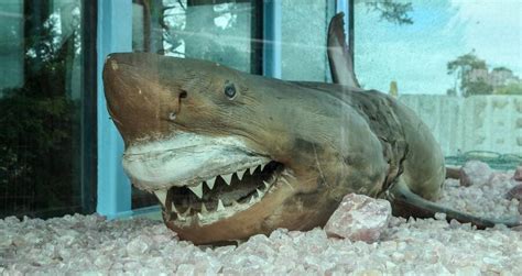 Rosie The Shark, The Great White Found In An Abandoned Park