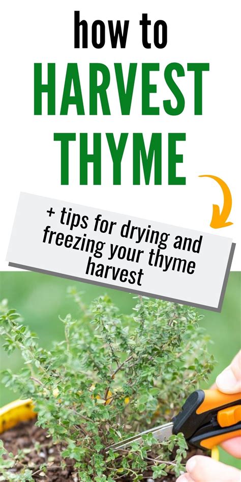 How to Harvest Thyme: tips for picking thyme & preserving your harvest - Together Time Family