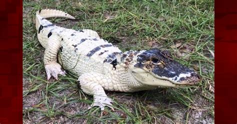 $7,500 reward offered in connection with rare Leucistic alligator that ...