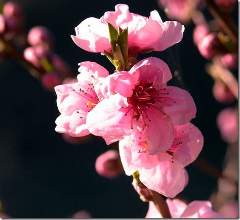 Peach blossoms... | Peach trees, Flowers, Peach blossoms