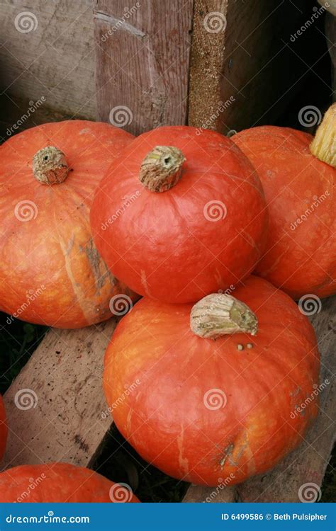 Fresh Orange Squash stock photo. Image of food, fresh - 6499586