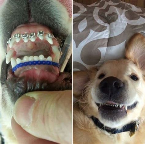 Dog With Braces for health reasons. | Dog with braces, Dog braces, Cute dogs