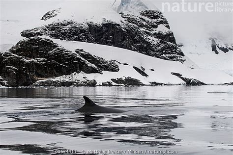 Stock photo of Antarctic Minke Whale (Balaenoptera bonaerensis ...