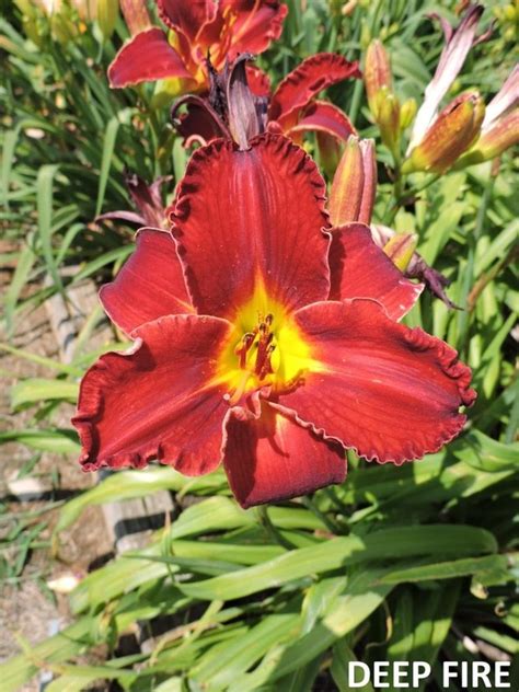 Red Daylilies - WILDWOOD FARMS GENERAL STORE