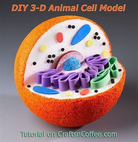 Image result for eukaryotic cell model project ideas | Célula animal, Célula eucarionte ...