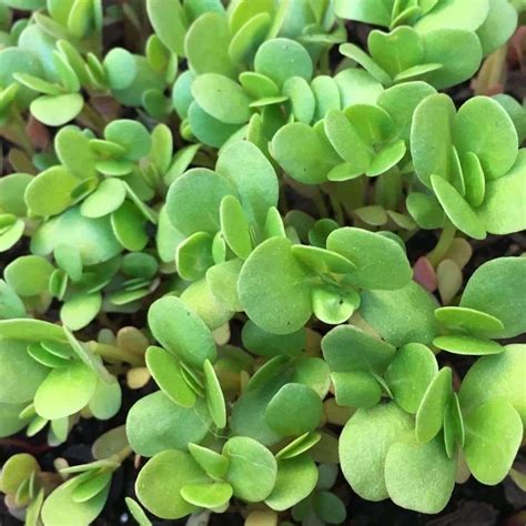 Seeds for Golden Purslane | Portulaca oleracea sativa | Amkha Seed