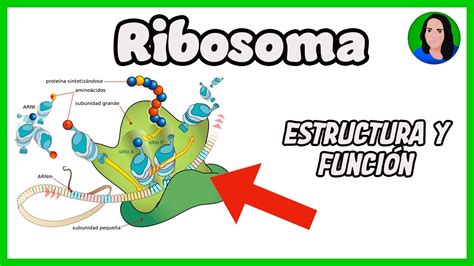 ¿Qué son los ribosomas en la célula procariota? | Actualizado julio 2024