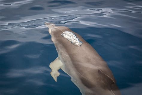 Free photo: Dolphin, Water, Dolphins - Free Image on Pixabay - 1555361