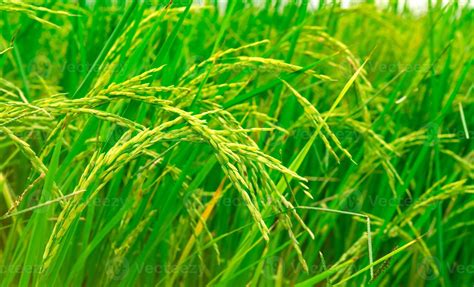 Green rice paddy field. Rice plantation. Organic jasmine rice farm in ...