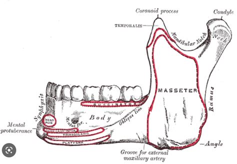 Understanding the Mental Foramen: Anatomy and Function - Healthy Life ...