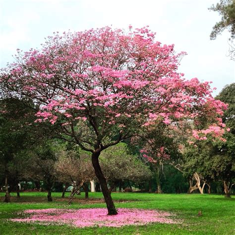 Lapacho Tree with Pink Flowers in Paraguay