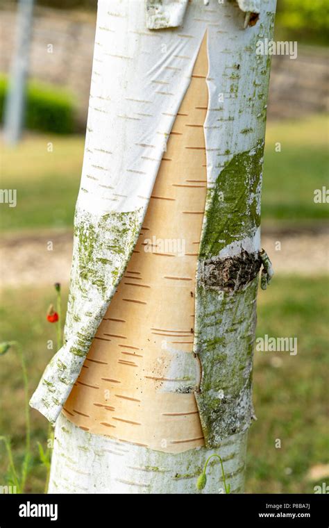 Peeling bark on Silver Birch tree Stock Photo - Alamy