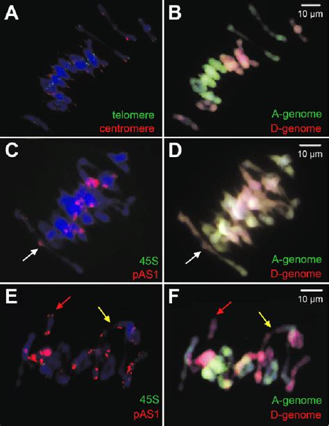 Meiotic chromosome behavior in bona fide euploidy of the allotetraploid... | Download Scientific ...