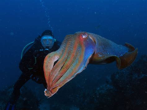 24th June 2015 - Giant Cuttlefish Poses for Divers at South Solitary Island - JettyDive