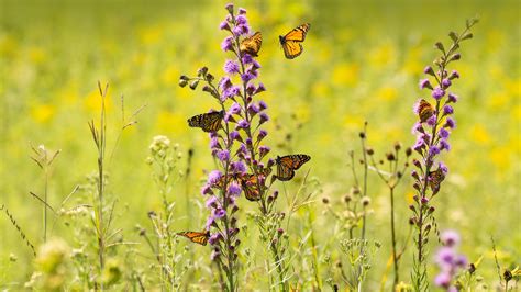 Bing HD Wallpaper Jun 23, 2023: Pollinator Week - Bing Wallpaper Gallery