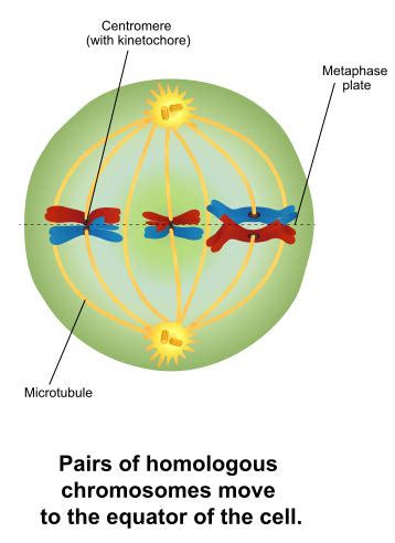 Difference Between Metaphase 1 and 2 - Pediaa.Com | Meiosis, Genetic ...