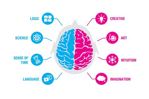 Left Brain vs. Right Brain: Hemisphere Function