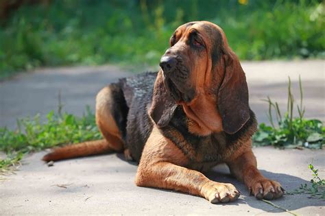 Best Bloodhound Dog Food - Spot and Tango