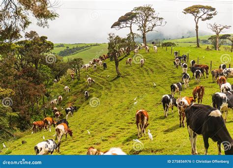 Cows at Ambewela Diary Farm, the Prime Location for Milk Production in Sri Lanka Stock Photo ...