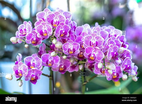 Phalaenopsis orchids flowers bloom in spring adorn the beauty of nature, a rare wild orchid ...