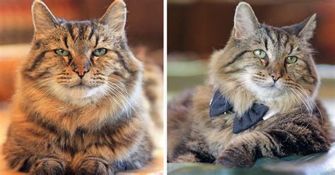 Meet The World’s Oldest Cat Aged 26 Who Was Adopted From A Shelter | Bored Panda