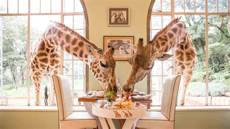 Giraffe Manor – Hotel Review | Condé Nast Traveler