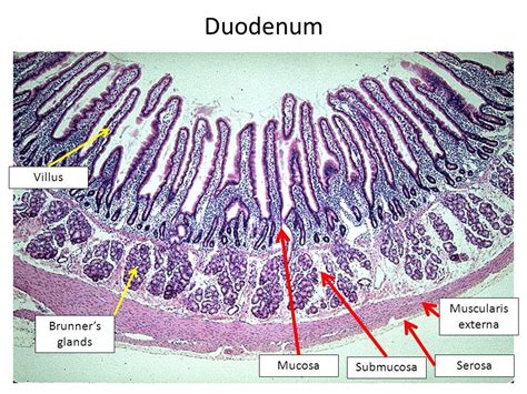 Image result for small intestine duodenum histology labeled brunner's glands | Biology art ...