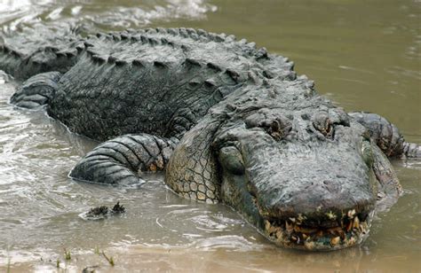 Gator Country | Beaumont, TX 77705