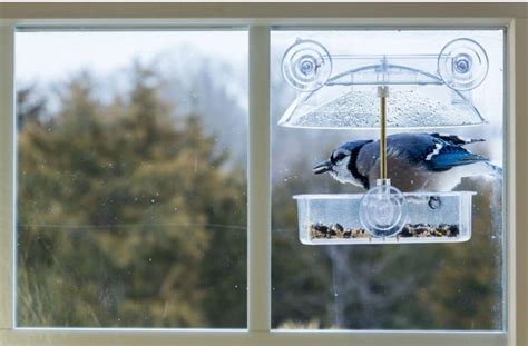 5 Best Window Bird Feeders and How to Choose the Right One for Your Home