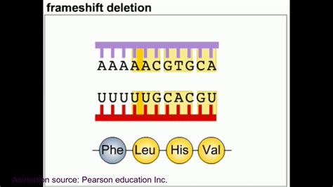 Mutation and DNA repair mechanism animation - YouTube