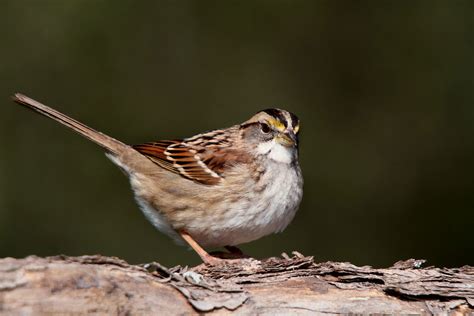 White-throated Sparrow | The Audubon Birds & Climate Change Report