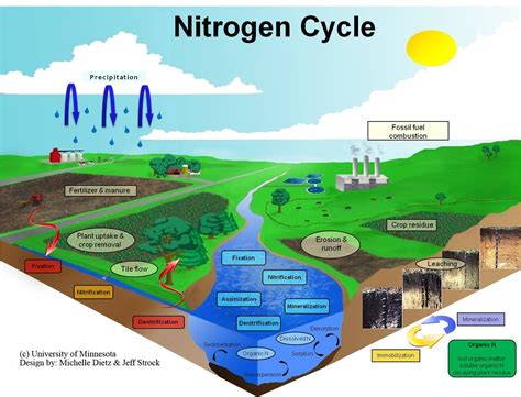 Nitrogen Cycle - Ecology Connections