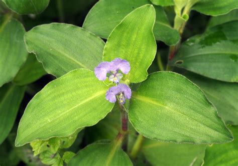 Commelina benghalensis L. | Plants of the World Online | Kew Science