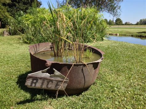 rice fields | Cajun Food, Louisiana History, and a Little Lagniappe