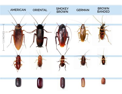 KNOW YOUR ROACHES - Pest Control Jupiter | Termite Control Florida | Lawn Care 33469 - Palm ...