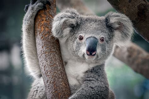 9 Things You Didn't Know About Koalas