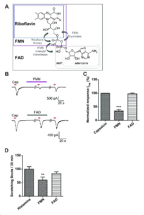 | Effect of flavin mononucleotide (FMN) and flavin adenine dinucleotide ...